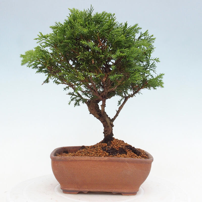 Bonsái de exterior - Juniperus chinensis Itoigawa