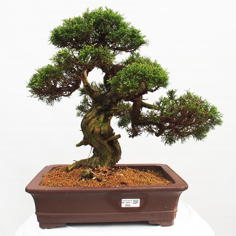 Bonsái de exterior - Juniperus chinensis Itoigawa