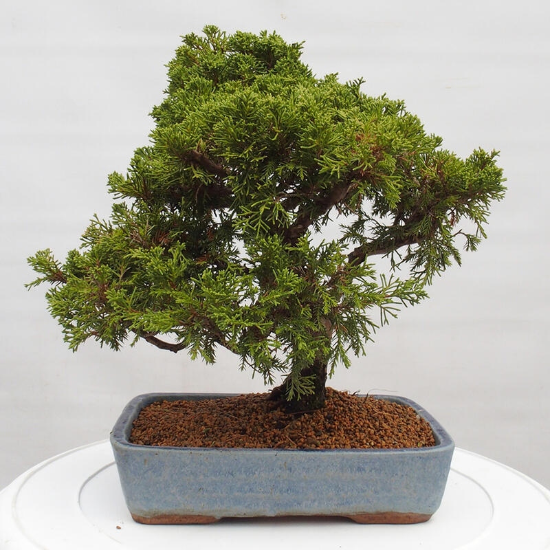 Bonsái de exterior - Juniperus chinensis Itoigawa