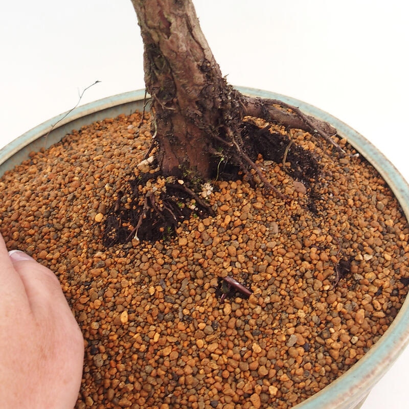 Bonsái de exterior - Juniperus chinensis Kishu