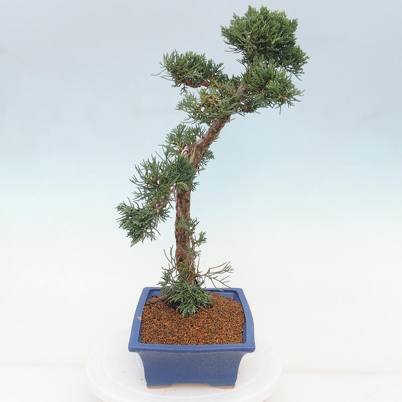 Bonsái de exterior - Juniperus chinensis Kishu