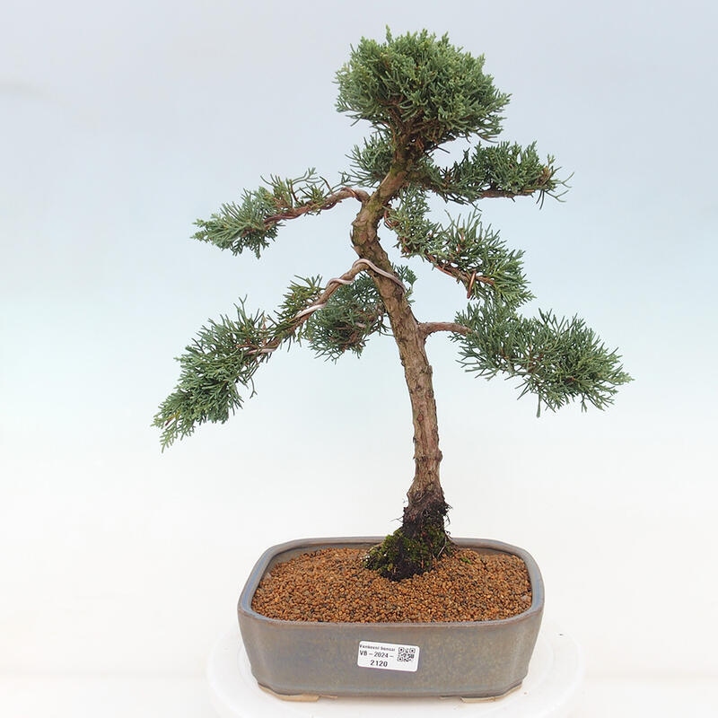 Bonsái de exterior - Juniperus chinensis Kishu