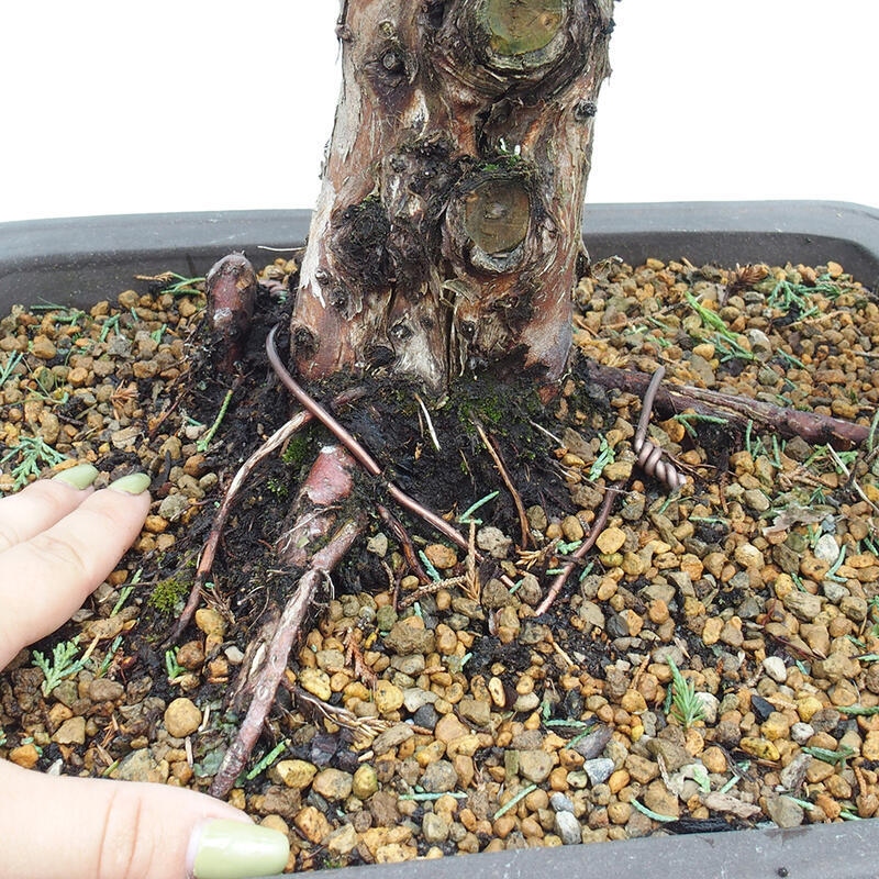 Bonsái de exterior - Juniperus chinensis Kishu