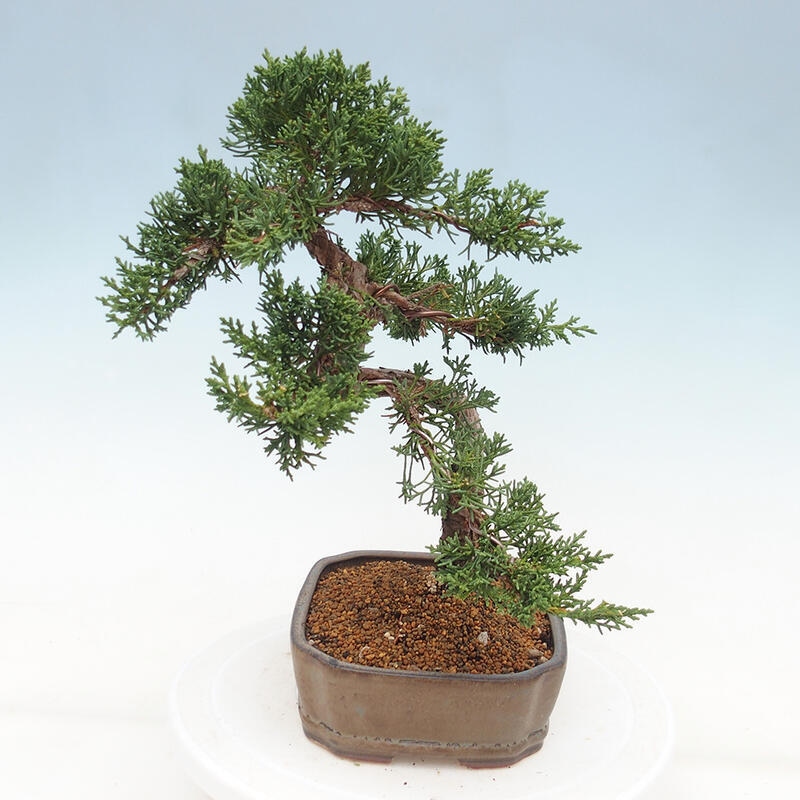 Bonsái de exterior - Juniperus chinensis Kishu
