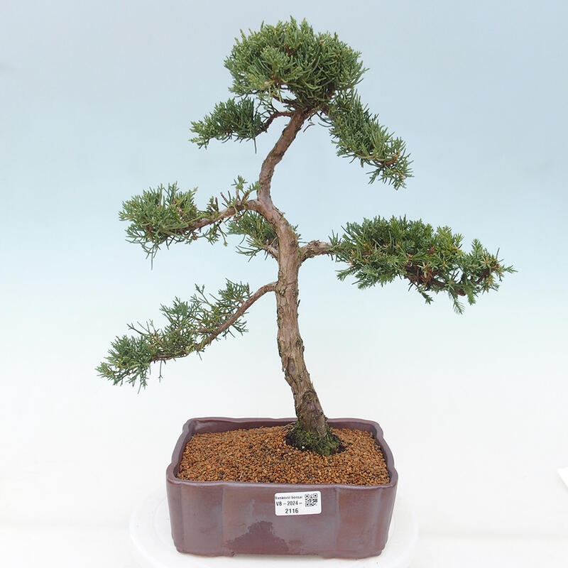 Bonsái de exterior - Juniperus chinensis Kishu