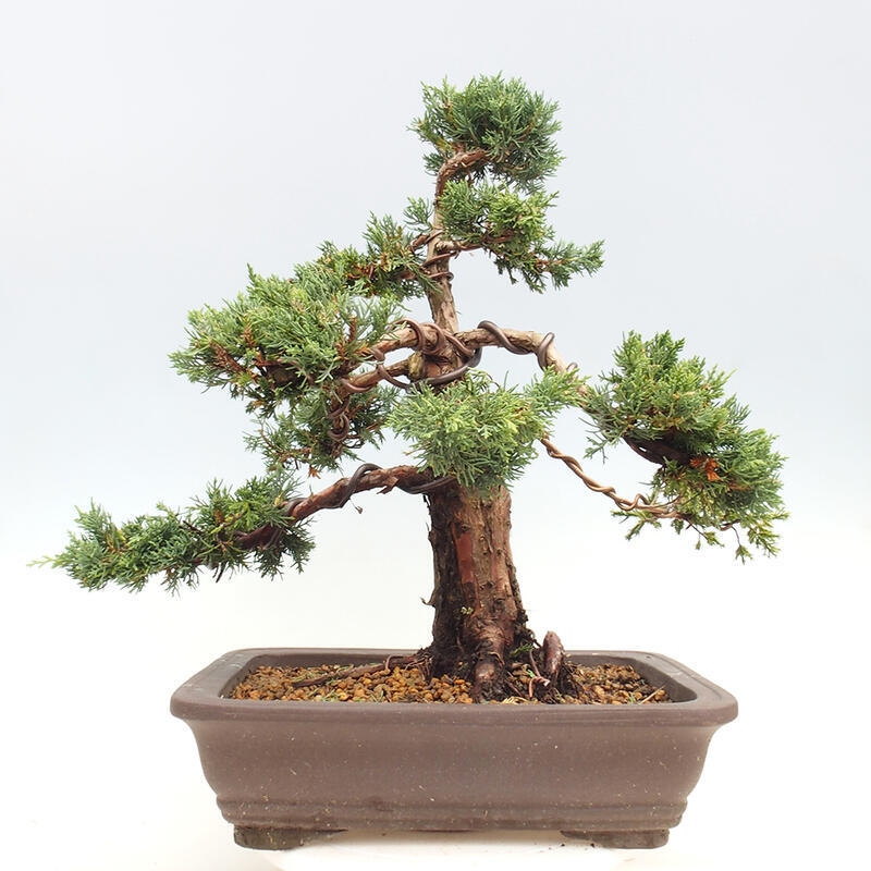 Bonsái de exterior - Juniperus chinensis Kishu
