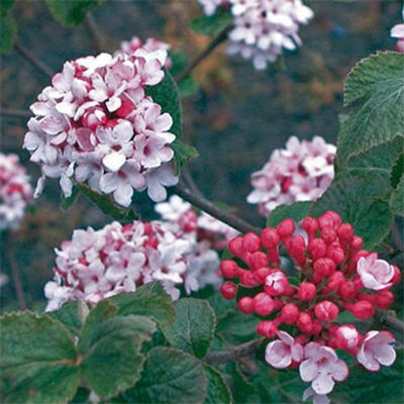 Bonsái de exterior-Kalina Bodnanská - Viburum carlesii hemsi