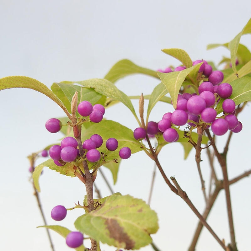 Bonsái de exterior - Callicarpa japonica