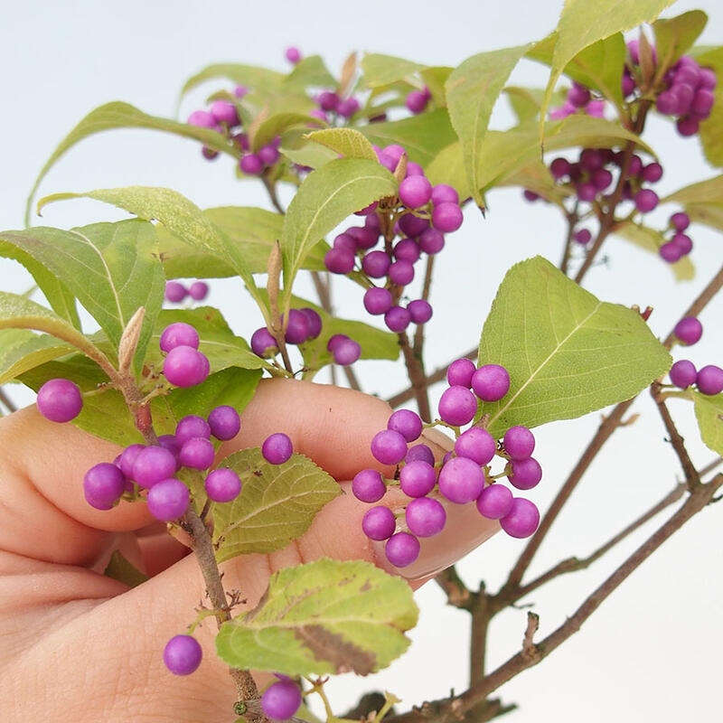 Bonsái de exterior - Callicarpa japonica
