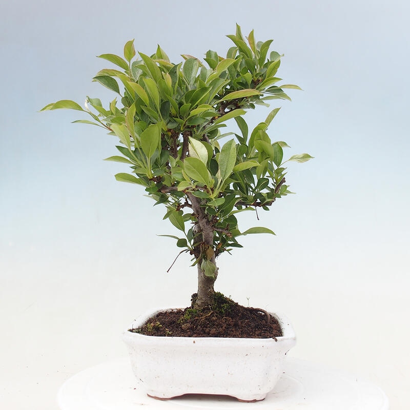 Bonsai de exterior - Malus sargentii - Manzano de fruto pequeño