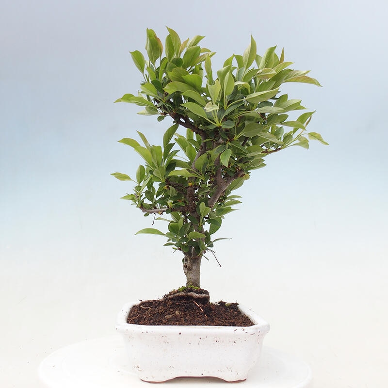 Bonsai de exterior - Malus sargentii - Manzano de fruto pequeño