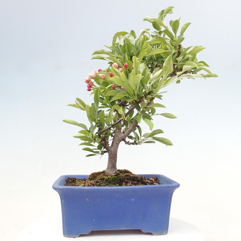 Bonsai de exterior - Malus sargentii - Manzano de fruto pequeño