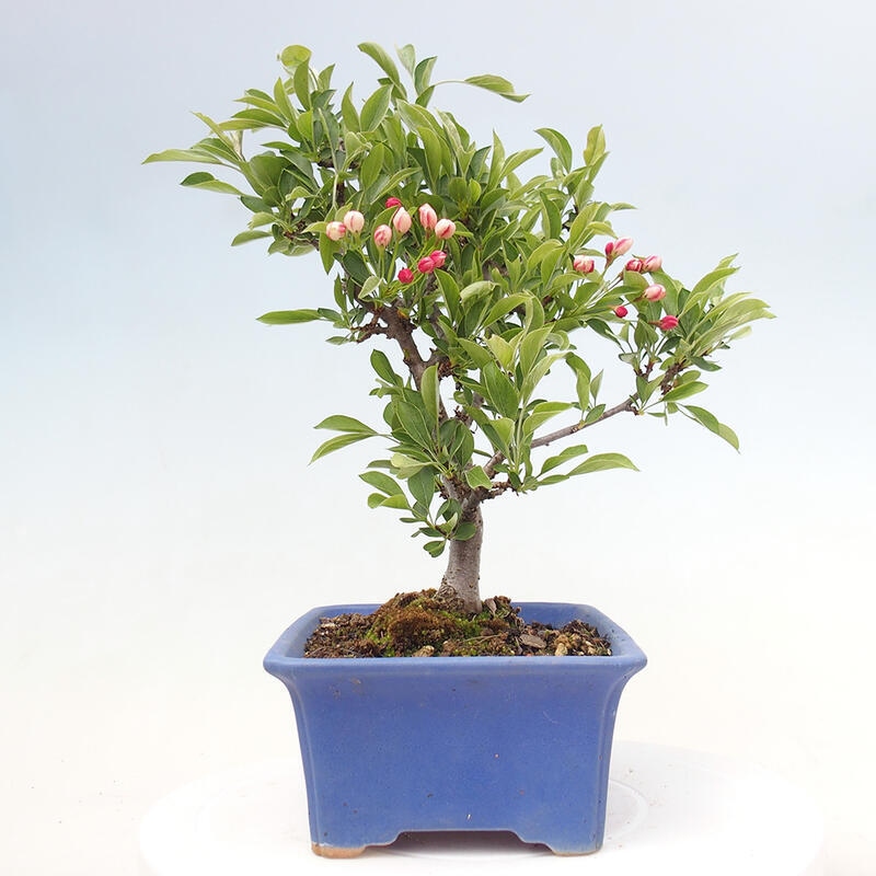 Bonsai de exterior - Malus sargentii - Manzano de fruto pequeño