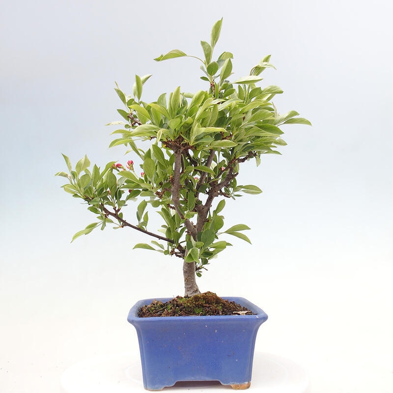 Bonsai de exterior - Malus sargentii - Manzano de fruto pequeño