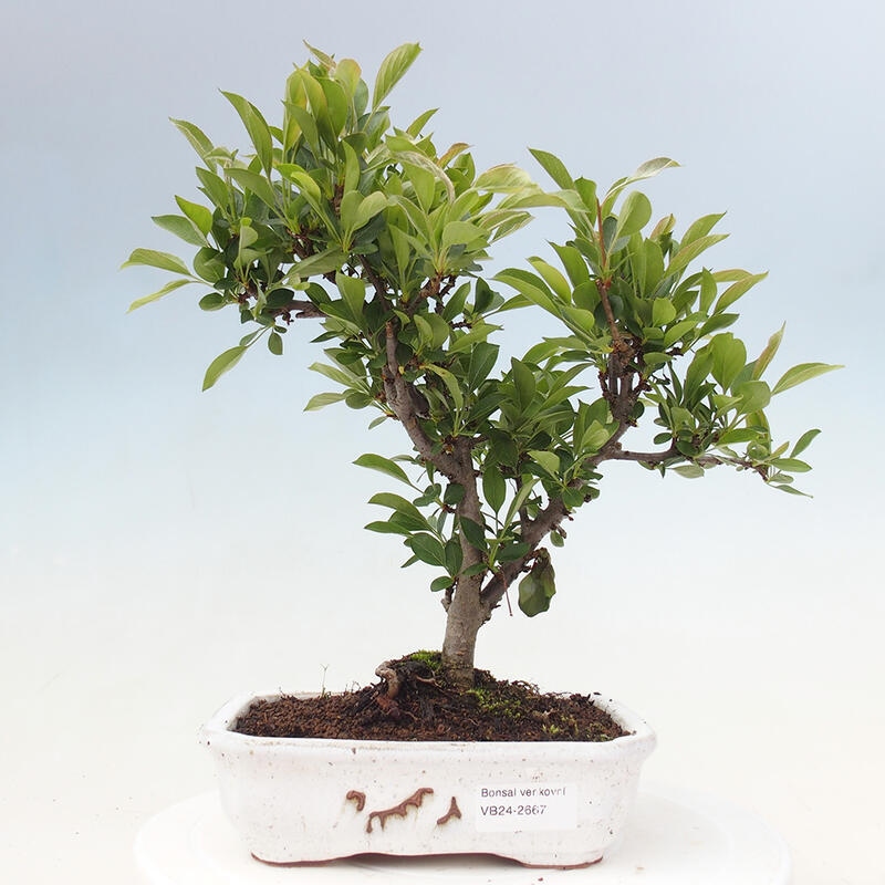 Bonsai de exterior - Malus sargentii - Manzano de fruto pequeño