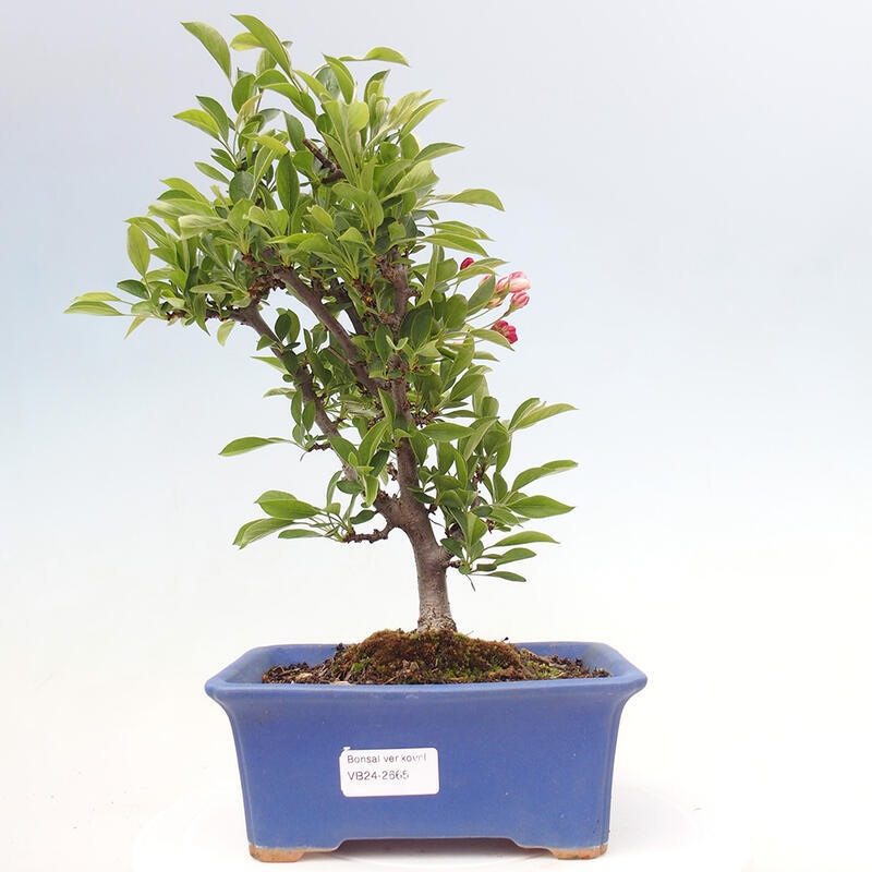 Bonsai de exterior - Malus sargentii - Manzano de fruto pequeño