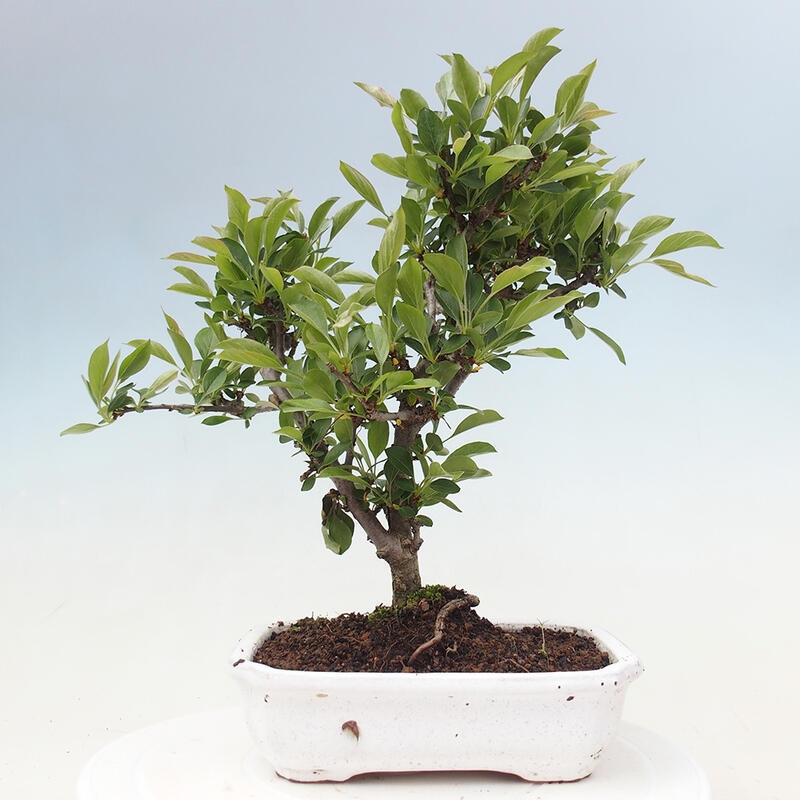 Bonsai de exterior - Malus sargentii - Manzano de fruto pequeño