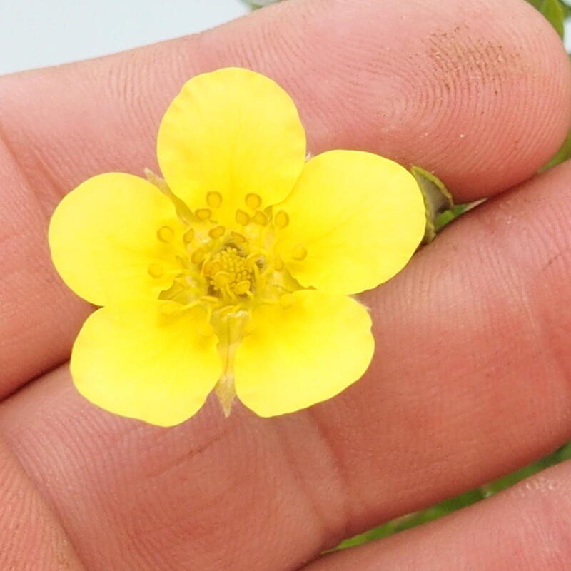 Bonsái de exterior - Potentila fruticosa yellow Bird