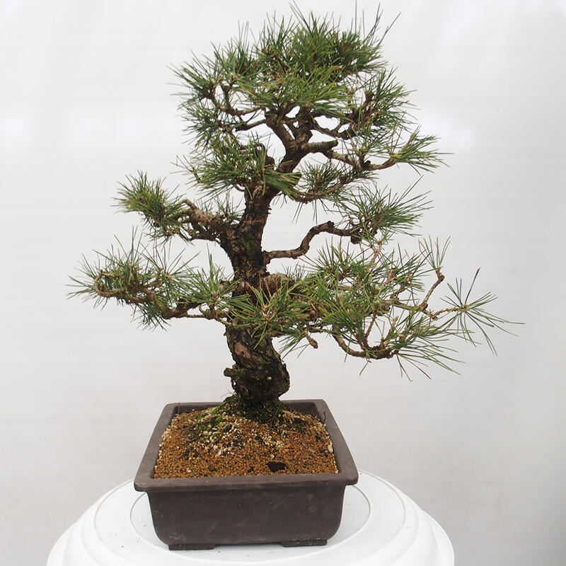 Bonsái de exterior - Pinus thunbergii - Pino Thunberg