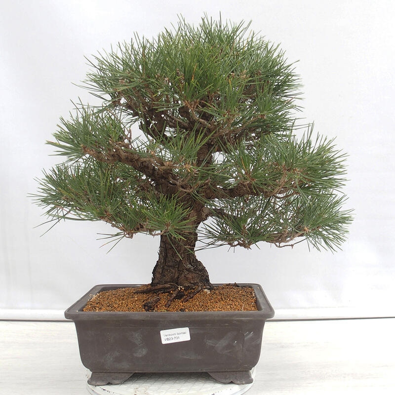 Bonsái de exterior - Pinus thunbergii - Pino Thunberg