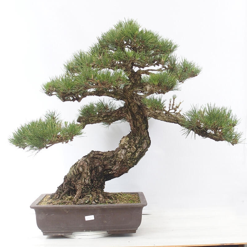 Bonsái de exterior - Pinus thunbergii - Pino Thunberg