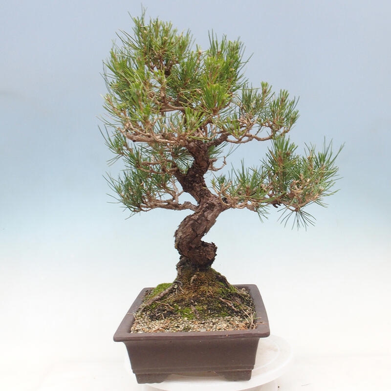 Bonsái de exterior - Pinus thunbergii - Pino Thunberg