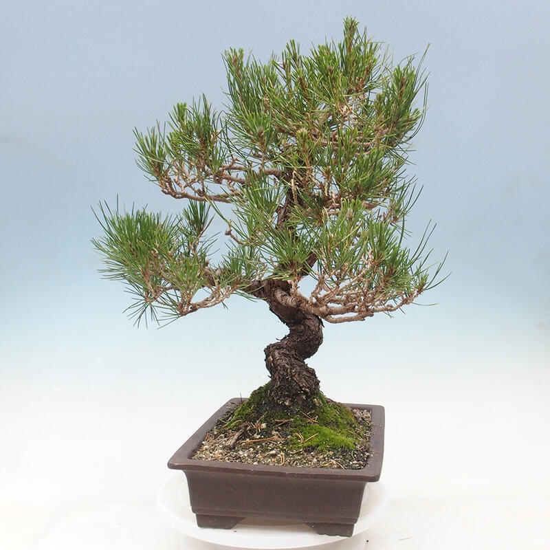 Bonsái de exterior - Pinus thunbergii - Pino Thunberg