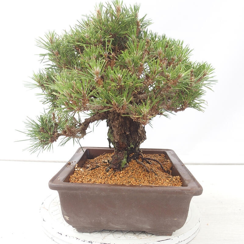 Bonsái de exterior - Pinus thunbergii - Pino Thunberg
