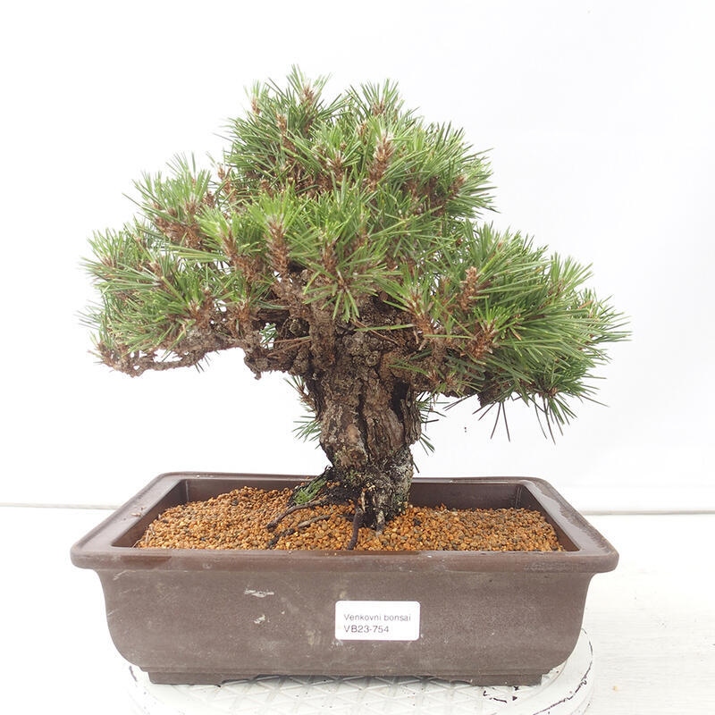 Bonsái de exterior - Pinus thunbergii - Pino Thunberg