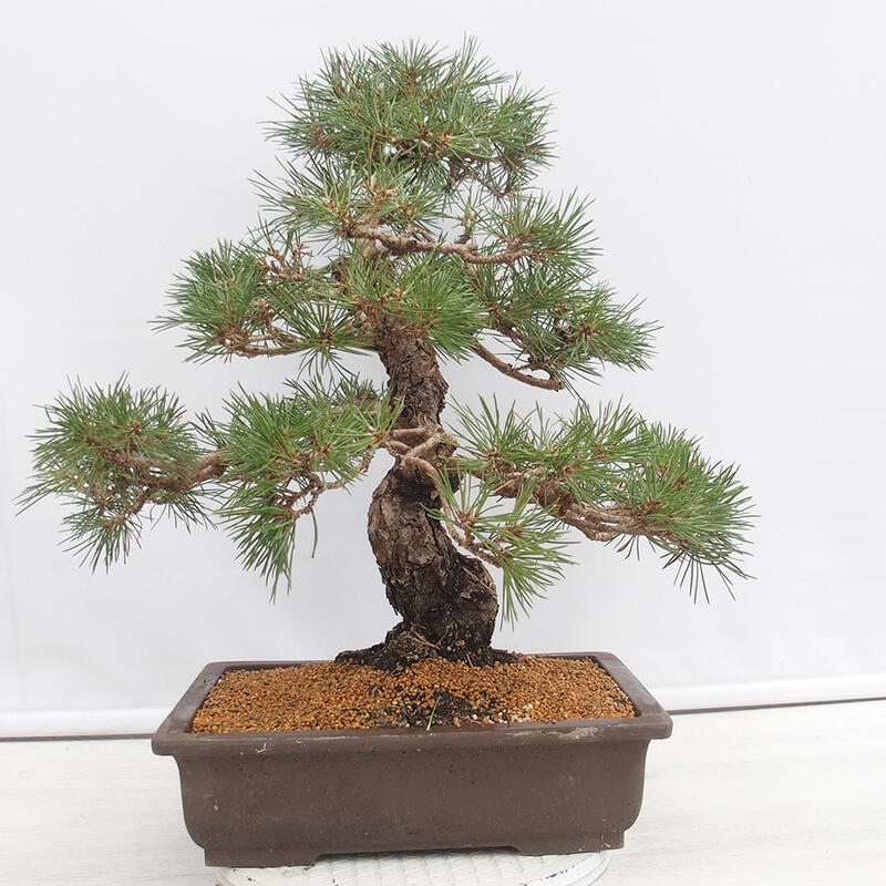 Bonsái de exterior - Pinus thunbergii - Pino Thunberg