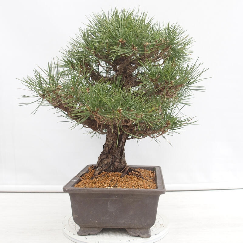 Bonsái de exterior - Pinus thunbergii - Pino Thunberg