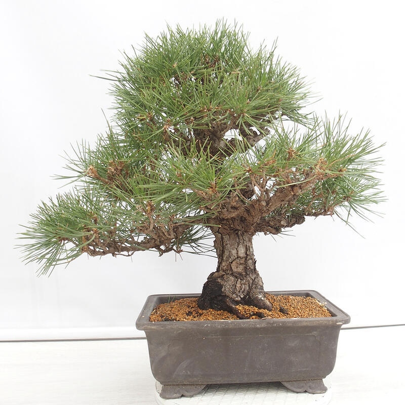 Bonsái de exterior - Pinus thunbergii - Pino Thunberg