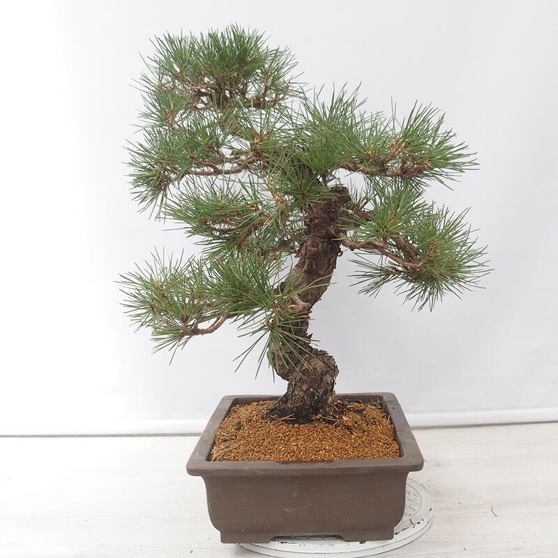 Bonsái de exterior - Pinus thunbergii - Pino Thunberg