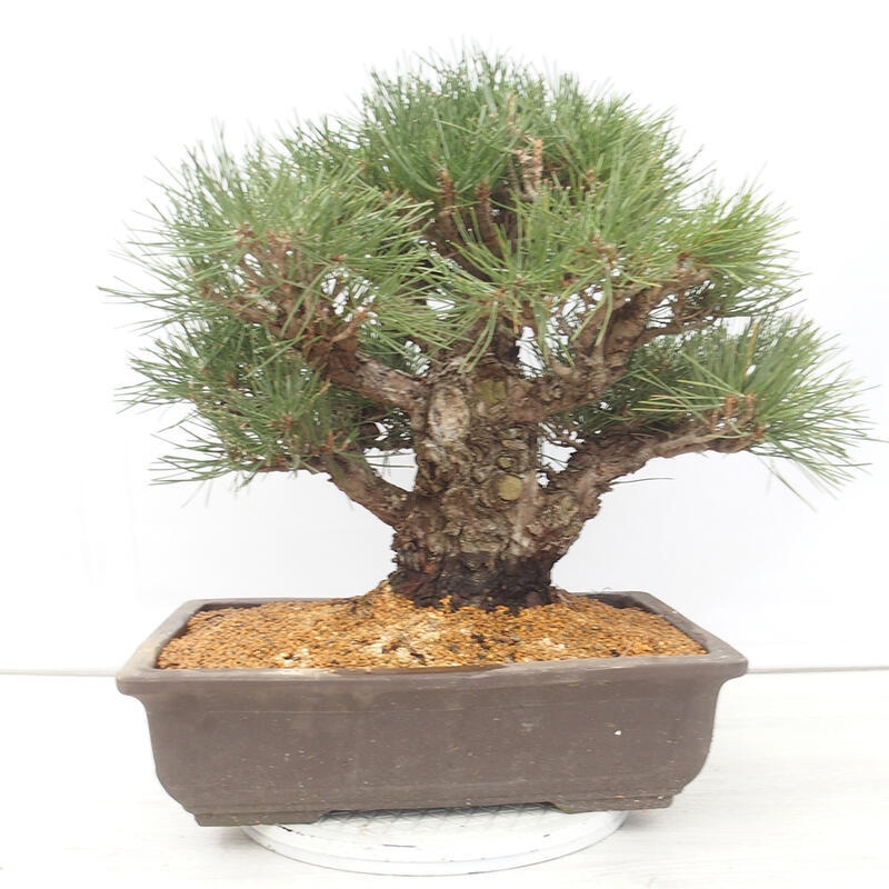Bonsái de exterior - Pinus thunbergii - Pino Thunberg