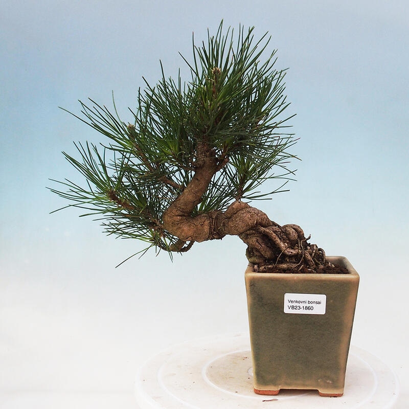 Bonsái de exterior - Pinus thunbergii - Pino Thunberg