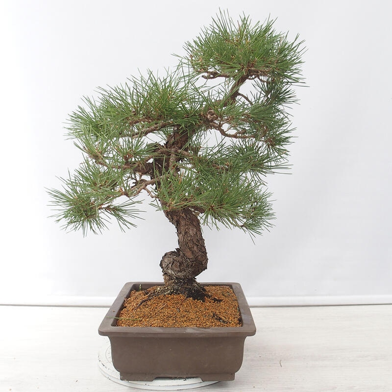 Bonsái de exterior - Pinus thunbergii - Pino Thunberg
