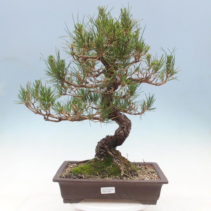 Bonsái de exterior - Pinus thunbergii - Pino Thunberg