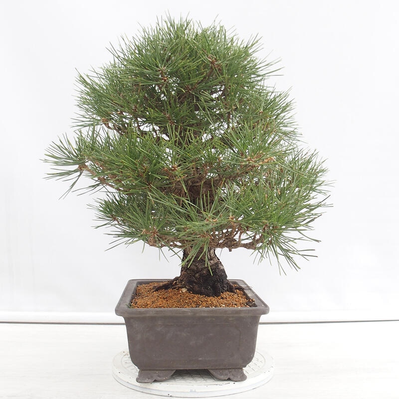 Bonsái de exterior - Pinus thunbergii - Pino Thunberg