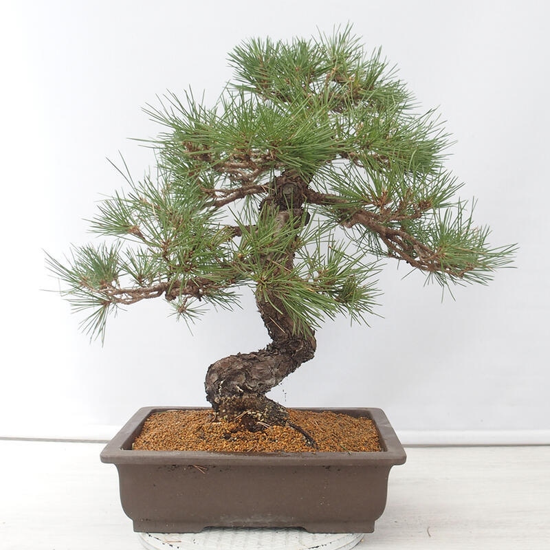 Bonsái de exterior - Pinus thunbergii - Pino Thunberg