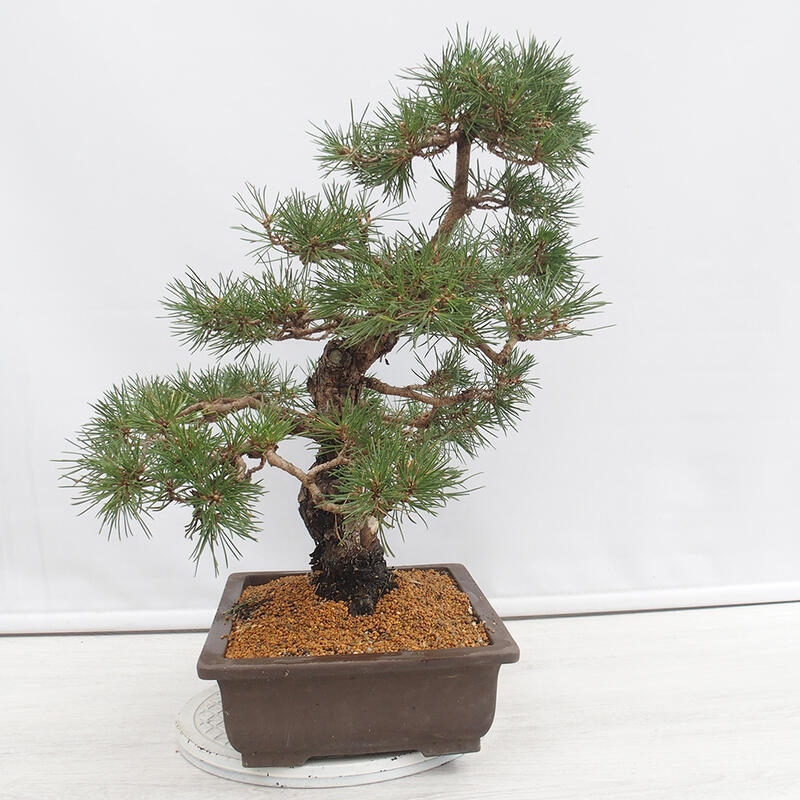 Bonsái de exterior - Pinus thunbergii - Pino Thunberg