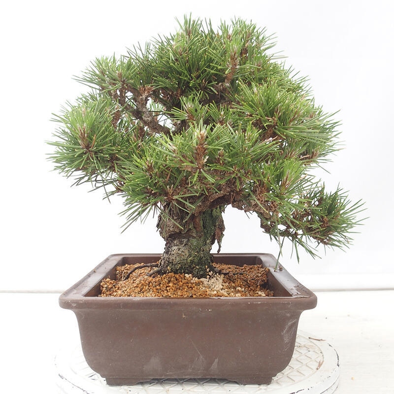 Bonsái de exterior - Pinus thunbergii - Pino Thunberg