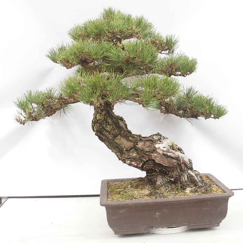Bonsái de exterior - Pinus thunbergii - Pino Thunberg