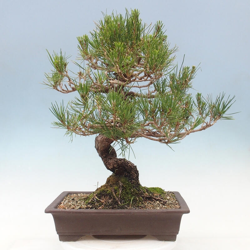 Bonsái de exterior - Pinus thunbergii - Pino Thunberg