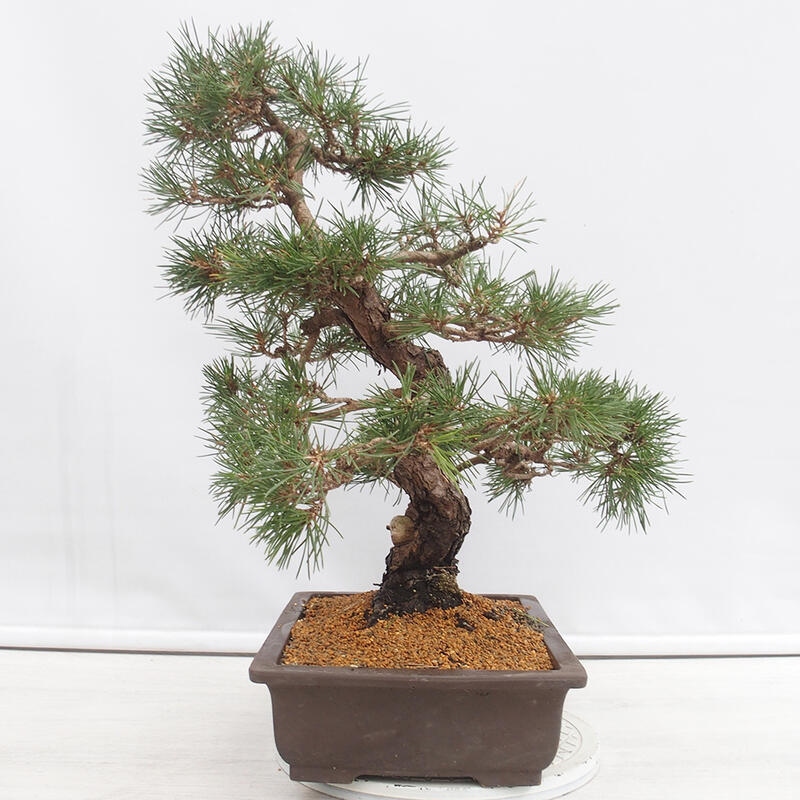 Bonsái de exterior - Pinus thunbergii - Pino Thunberg