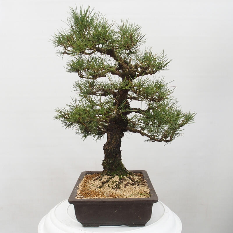 Bonsái de exterior - Pinus thunbergii - Pino Thunberg