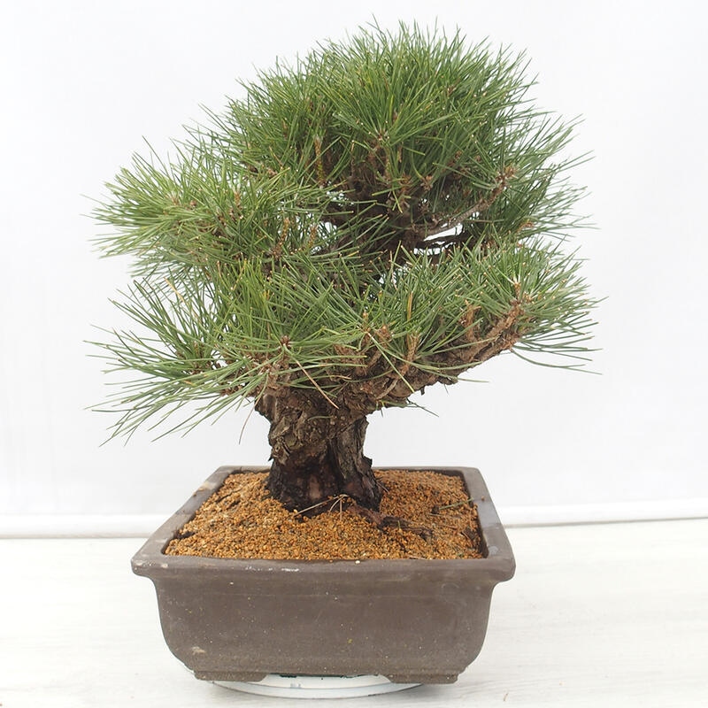 Bonsái de exterior - Pinus thunbergii - Pino Thunberg