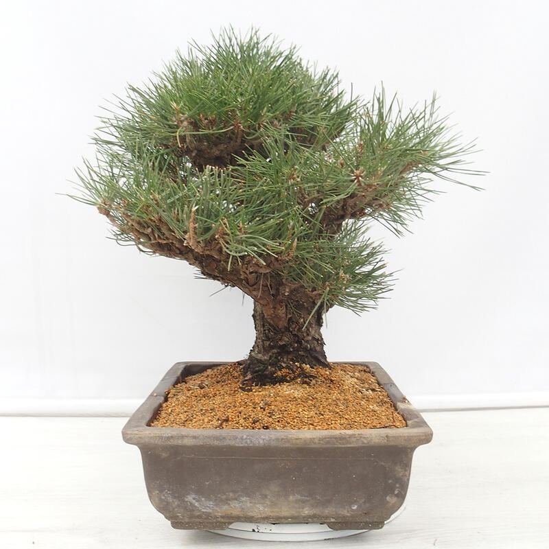 Bonsái de exterior - Pinus thunbergii - Pino Thunberg