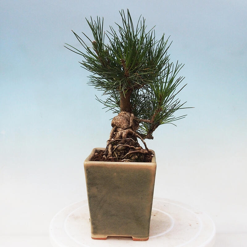 Bonsái de exterior - Pinus thunbergii - Pino Thunberg