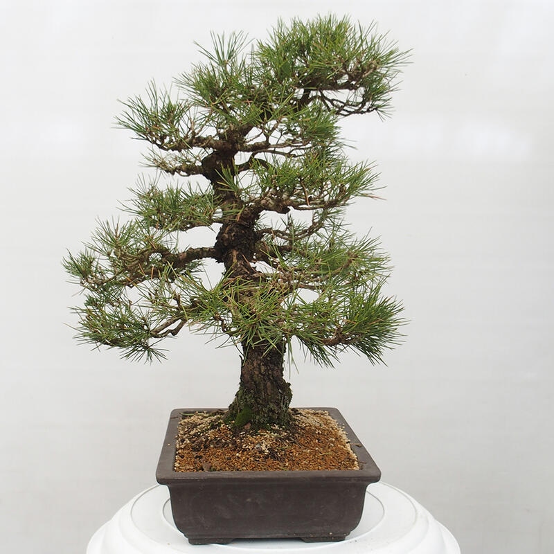 Bonsái de exterior - Pinus thunbergii - Pino Thunberg