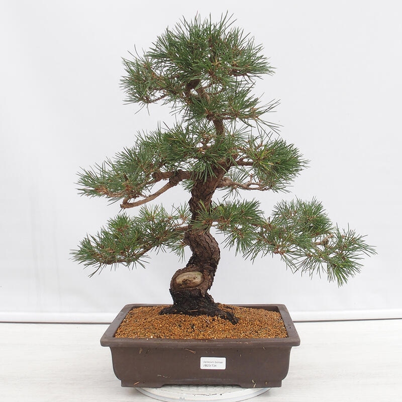 Bonsái de exterior - Pinus thunbergii - Pino Thunberg